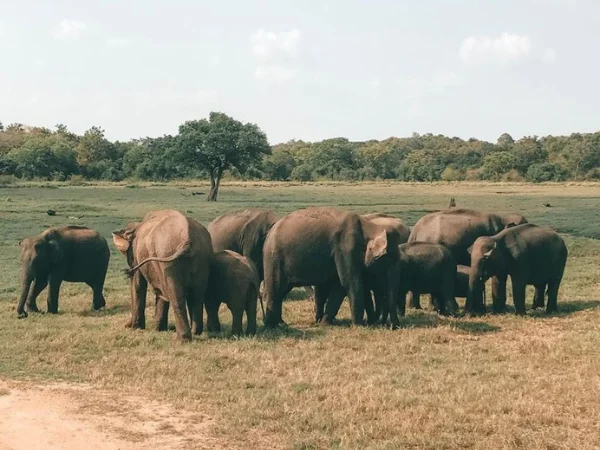 Minneriya-national-park