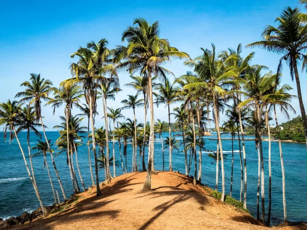 Coconut-Tree-Hill