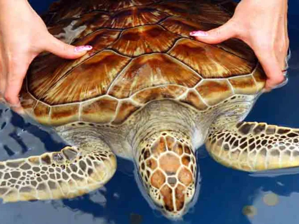 Turtle-Hatchery
