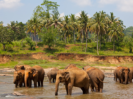 elephant-image