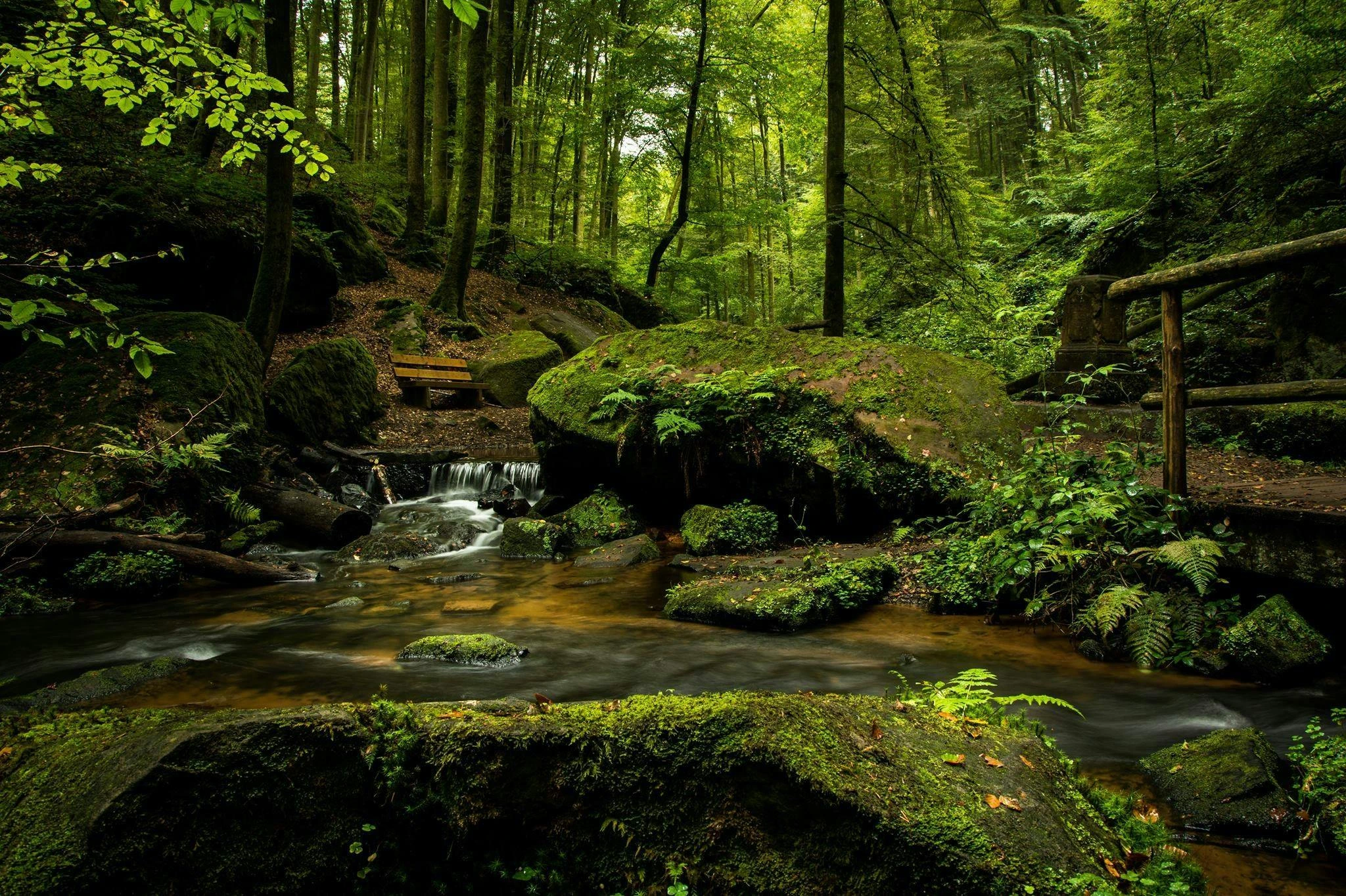 forest-image
