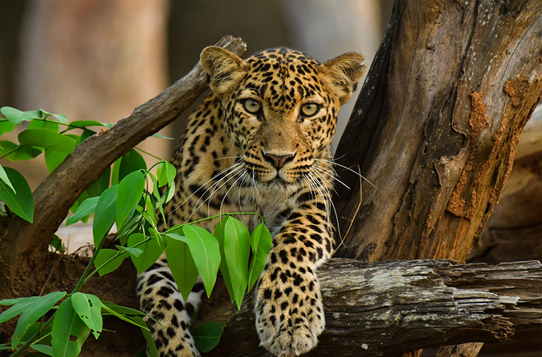 Wildlife