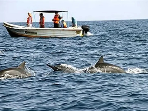 Dolphin-watching